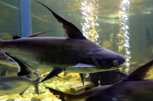 อันดับที่ 5
ปลา เทพา
ชื่อวิทยาศาสตร์ Pangasius sanitwongsei
ถิ่นอาศัย ลุ่มแม่น้ำเจ้าพระยา ลุ่มแม่