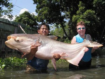 อันดับที่ 4
ปลา บึก
ชื่อวิทยาศาสตร์ Pangasianodon gigas
ถิ่นอาศัย ลุ่มแม่น้ำโขง
ขนาดเมื่อโตเต็มท
