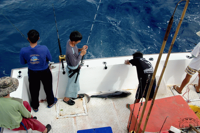 Dog Tooth Tuna