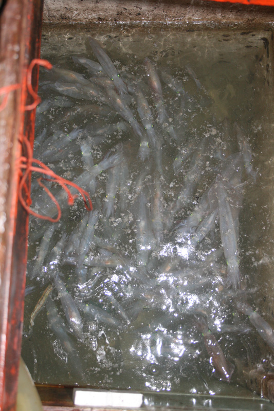 ในคืนแรก หมึกไม่ค่อยเยอะเท่าไหร่ แต่ก็พอตกได้ทั้งวัน ปลาที่ได้ในวันแรกคือพวกปลาสาก ปลาอังเกย

ในรู