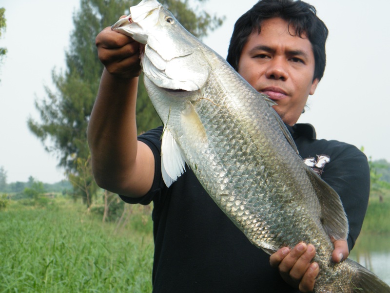 เพื่อนแตกตื่น ของรองมั่ง ก็ได้มาเพิ่ม  3-49 คับ :umh: