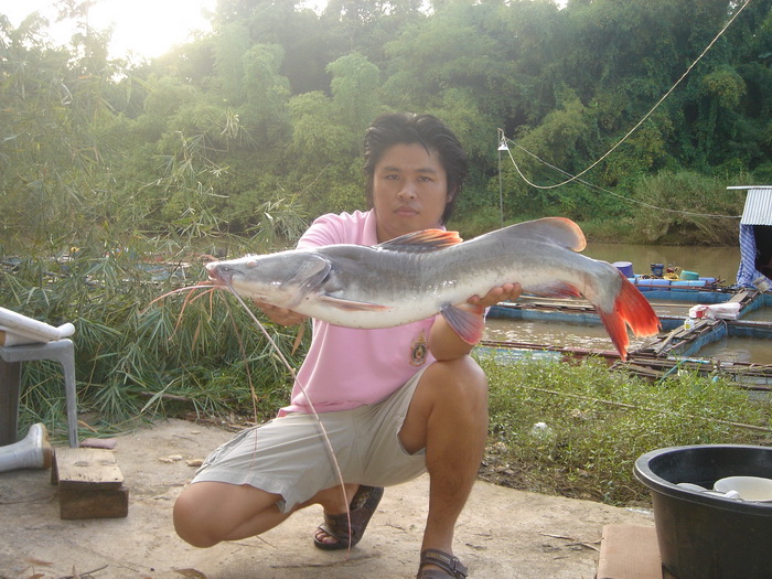 ปิดท้ายสระบุรีด้วยกดคังไชด์กำลังสวยครับ