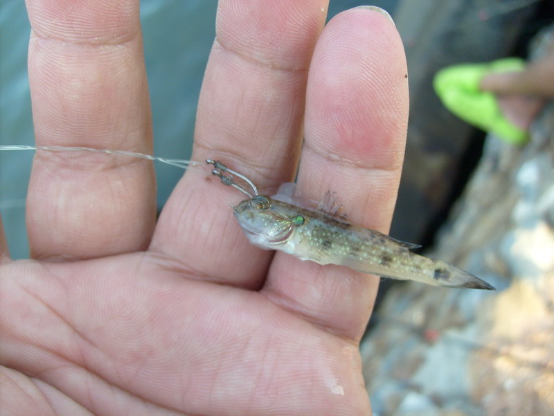  :spineyes: :spineyes: :spineyes:
แต่ทำไมผมได้ตัวเท่านี้อ่า :spineyes:  น้าแม็ก  :spineyes: :spiney