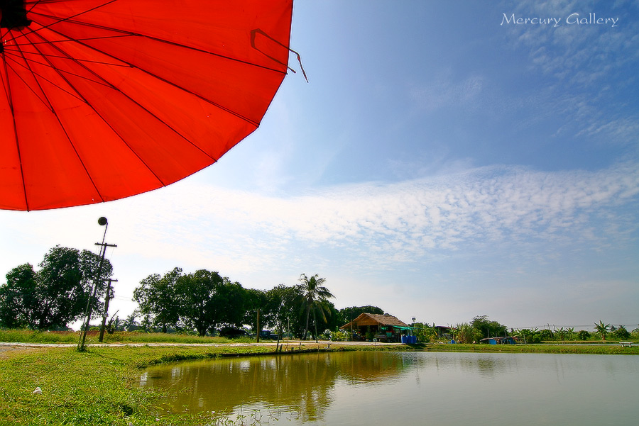 @ ตามล่าหากระโห้ในฝัน @