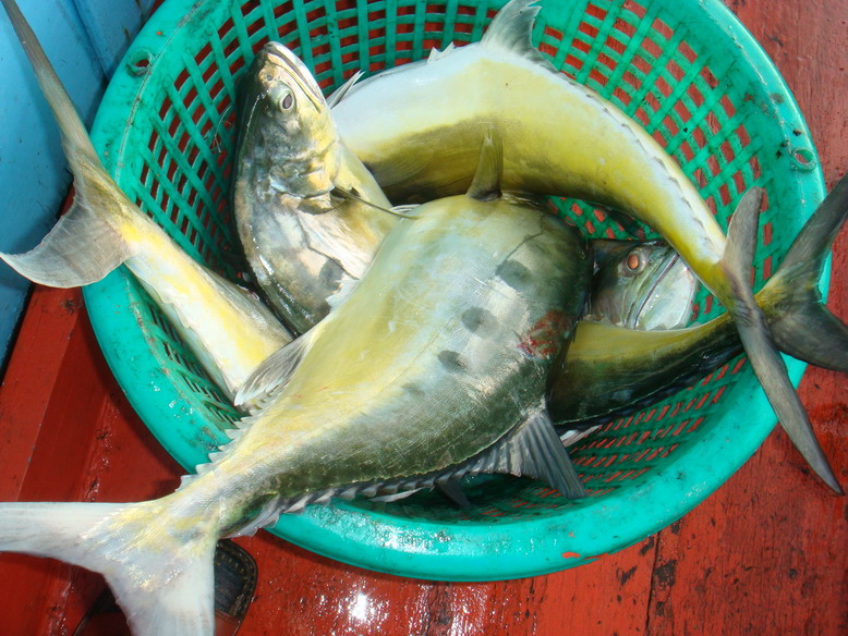 เข่งท้ายเรือ  4  ตัวเต็มเข่ง  และที่หัวเรือ ก็เสมอกัน 4 ตัวด้วย  รวมเป็น 8  ตัวที่เกี่ยวขึ้นมาได้  แ