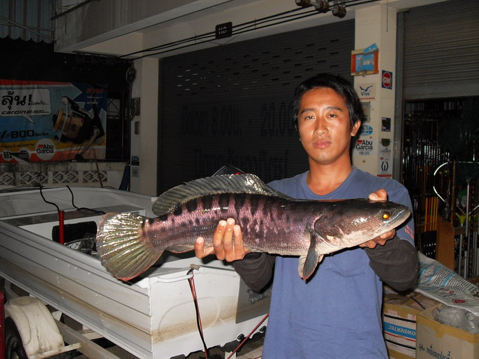 ส่งท้ายด้วยรูปนี้.....ฉายาใหม่...น้าเจษฯปลายืม.....555
 :laughing: :laughing: :laughing: