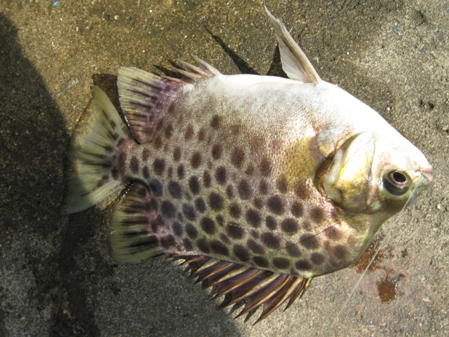 อันนี้เรียกปลาตะกรับครับ  เต็มยศคือปลาตะกรับเสือดาว
ทางใต้เรียกปลาขี้ตัง [q][/q]