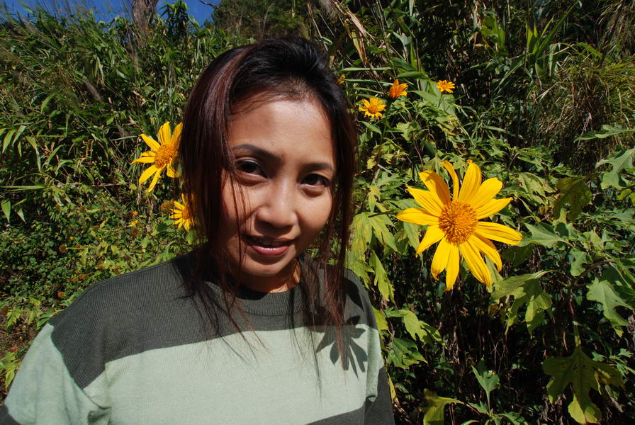 ภาพนี้ให้ชมที่ดอกบัวตองนะครับ  :laughing: :laughing: :laughing: