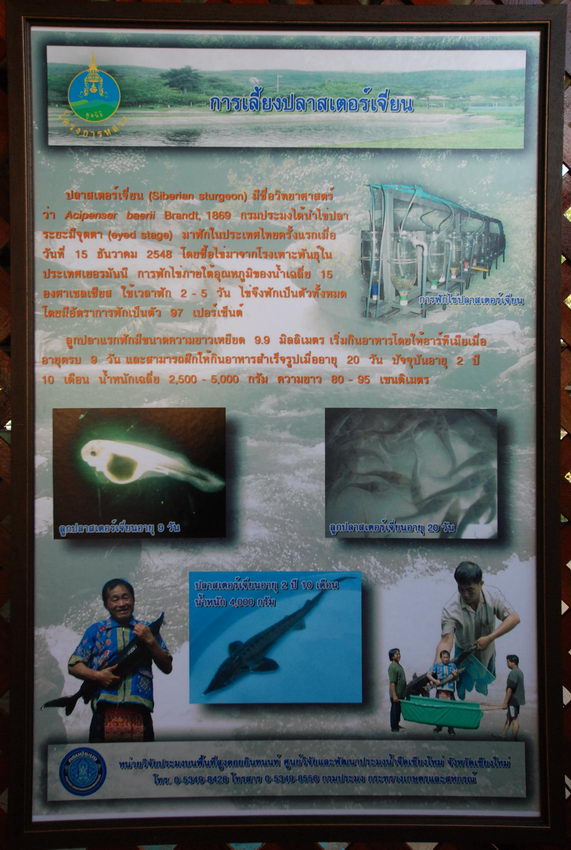 นอกจากทางศูนย์จะทดลองเลี้ยงปลาเทร้าท์จนได้ผลแล้วล่าสุดยังเริ่มทดลองเลี้ยงเจ้าสเตอร์เจี่ยน
ที่มาของไ