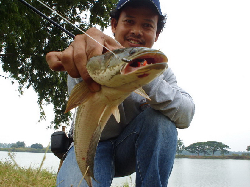 กระดี่เหล็กอย่างนี้ ต้องมีติดกล้องเป็นเหมือนยาประจำบ้านจริงๆ
น้า tanongpoti .............ปลาช่อนกะก