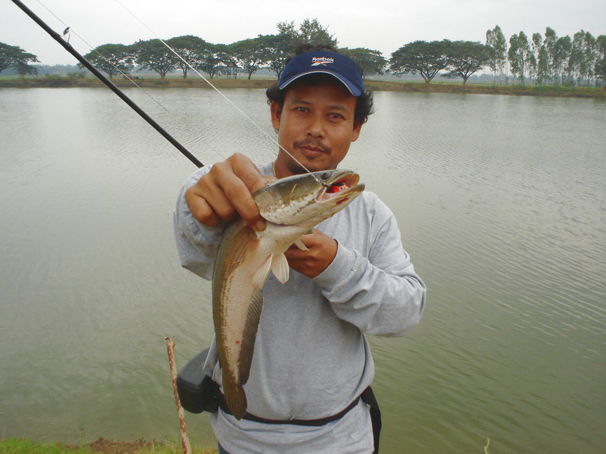  :cheer:

หวัดดีปีใหม่ครับน้าไก่ชนหมายสวยคครับ
น้า KiNGFisH_KuNG ........................ขอบคุณคร
