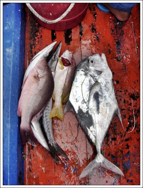 ปลาของชาวพม่าที่ตกได้พร้อมกับเราเมื่อวานกำลังจะเอาไปขาย