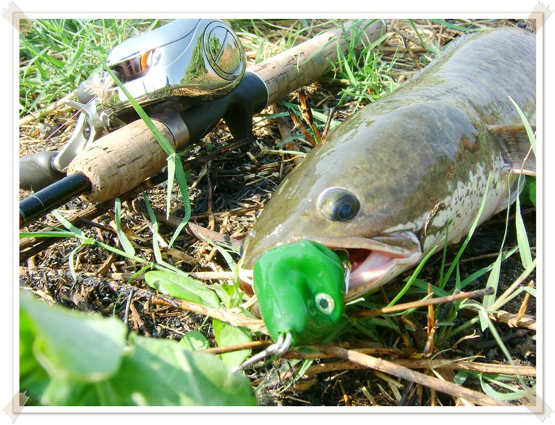 ปลาถ่ายคู่กับ SHIMANO AR  :cheer: :cheer: :cheer: