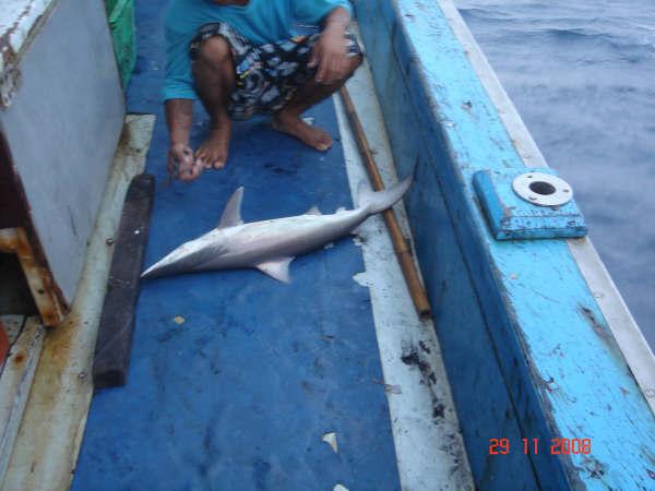 ด้านหัวเรือก็ไม่น้อยหน้า

จั่วขึ้นมาบ้างเหมือนกัน