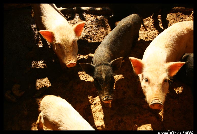 หมูสองสีขี้ตื่น เห็นนอนขดกันกลม ๆ พอเดินไปใกล้ ๆ ดันตกใจเสียงลื่นตกเนินของโจ้ :laughing: :laughing: