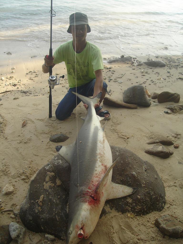 โทรฟรี่ ตีเหยื่อปลอมชายฝั่ง    ฉลามหูดำ 30 Kg
