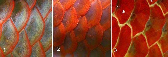 Scleropages macrocephalus sp. nov. ใช้กับ Silver variety ที่มีหางสีเหลืองหรือเทา.

Scleropages aur