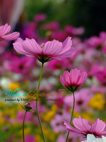 อีกรูปจาก fuji s5600 ครับ แหะๆๆ