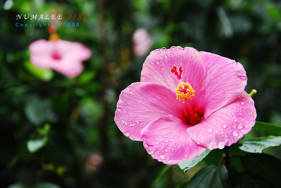 Nikon D90 คับ มาแบบงู ๆ ปลา ๆ กำลังเก็บความรู้อยู่คร๊าบบบบบ :cheer: :cheer: