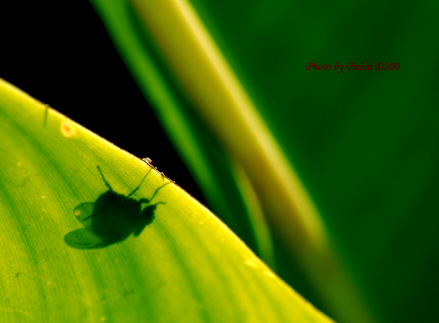 ภาพเบื้องหลังครับ  Nikon  D200 + 105  VR   :cheer: :cheer: :cheer: :cheer: :cheer: :cheer: