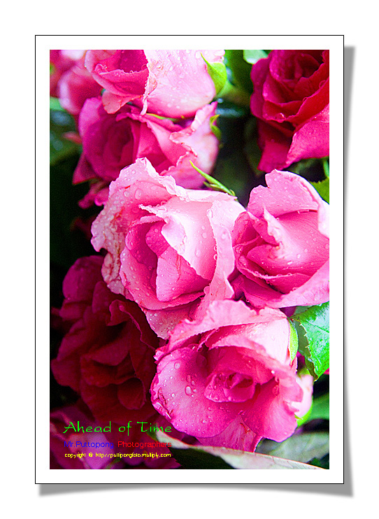 ภาพนี้ถ่ายด้วย canon 350d ครับ (สมัยก่อนครับ)  :grin: :grin: :grin:
ตอนนี้ใช้ canon 40d ครับผม  :gr
