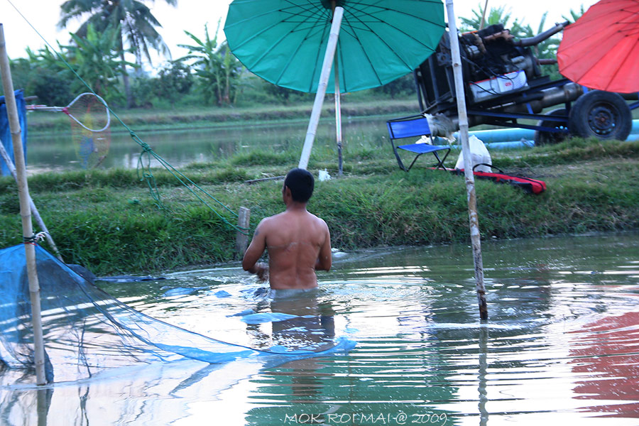 เสร็จงานทางบ่อก็ปล่อยปลากลับ.......