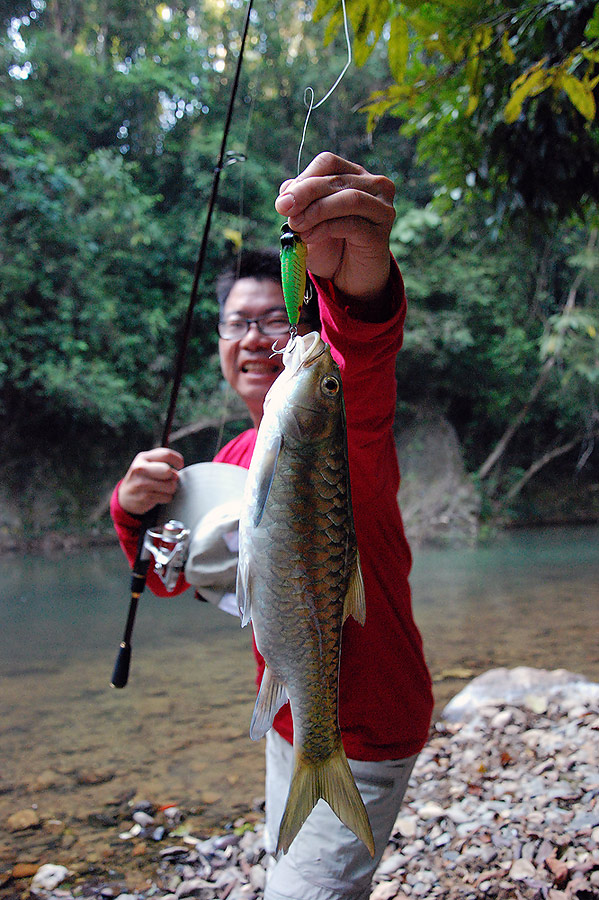 พอลงจากเขาที่เดินตัดทางมา  น้าโตมร  ก็ได้ปลาเวียนตัวแรก  .....