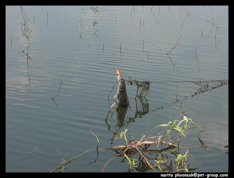 ไปติดข่ายเก่าเสียแล้ว
 :laughing: :laughing: :laughing: