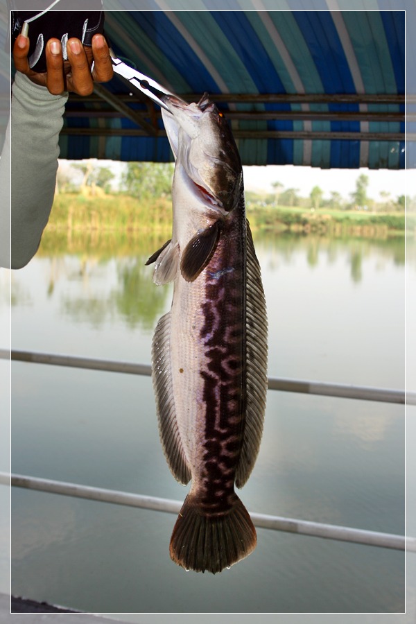 ขึ้นจากเรือมาที่แพอาหาร เจอพนักงานของที่นี่กำลังสอยปลาชะโดที่มากินเบ็ดราวพอดี
ไซส์ขนาดนี้เยอะมากๆ  