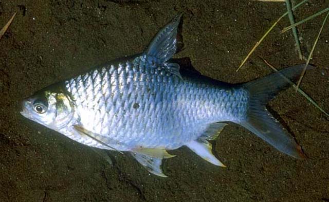 ตัวที่8 ปลาตะเพียน หรือปลาขาว หรือปลาปาก...คล้ายๆกันครับ...แต่เกร็ดสีขาวสะท้อนแสง ไม่มีสีเหลืองแซม  