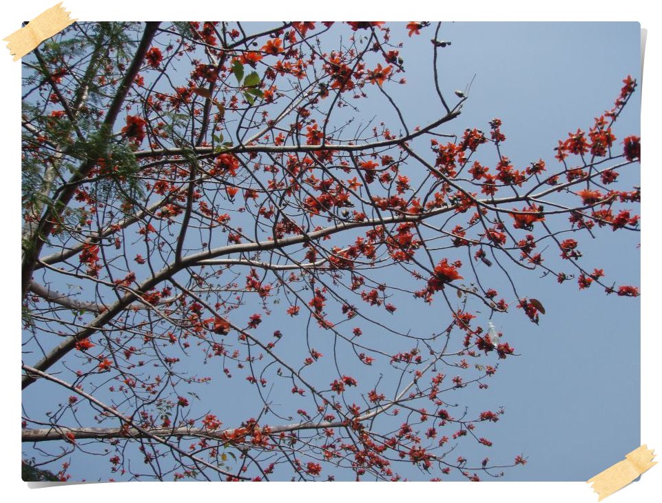 มองหาต้นงิ้วครับ(ไม่ได้มาปีนนะครับ) :grin: :grin: :grin: