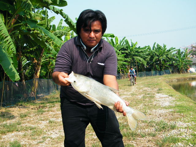 ยี้ น้าปลาร้ามือเหม็นแล้ว
----------------------------------------------
สวัสดีครับน้า chaigib    