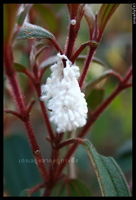หากแค่เพียงก้าวเดินผ่านไป มันก็คงจะเป็นแค่ต้นไม้ ใบหญ้าธรรมดาเท่านั้น