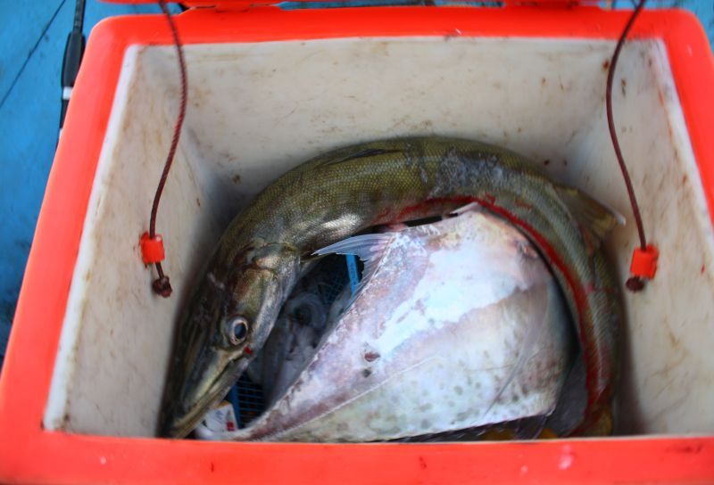 ปลาที่เราได้เมื่อคืน ฉวยเบ็ดตอนประมาณตี 4 มีสาก กับโฉมงาม หัวเช้านี้เราจึงมีความหวังกับฝูงปลาโฉมงามเ