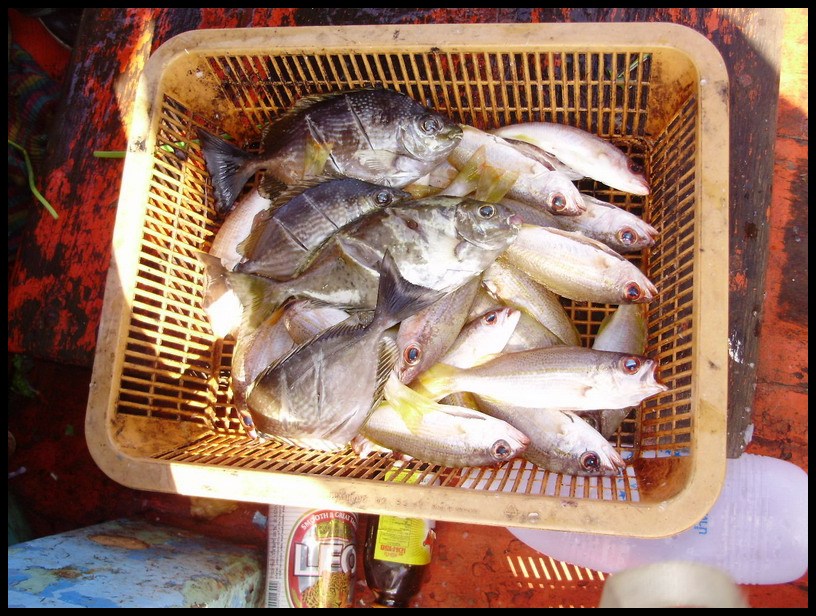 ปลาบางส่วน นำมาทอดกลางวันก่อนกลับ