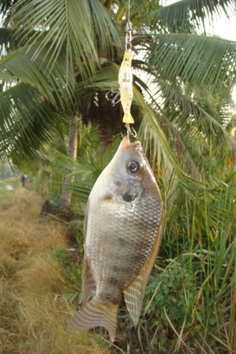 มีของแถมด้วยครับ.........กุ้ง ลักกี้คราฟ จากคำแนะนำของ น้าตุล rockygoby............ขอบคุณครับ  :chee
