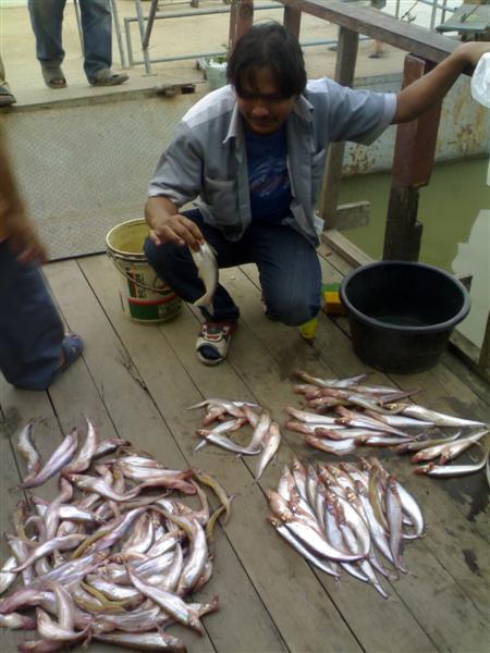 ส่วน..น้าโชค..เริ่มมึนส์...กับกองปลาแดงวันนี้.....ทำอะไรกินดีหว่า..