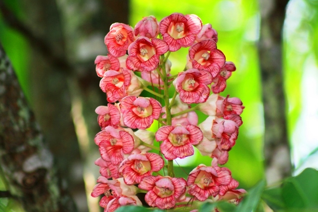 ขออีก