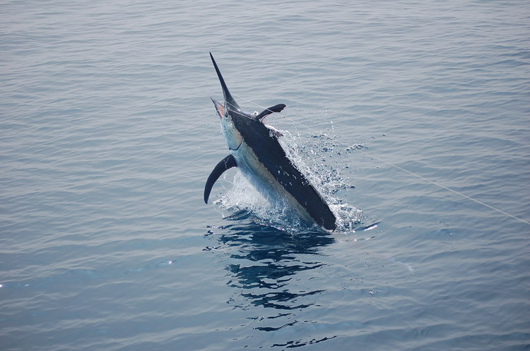 Andaman Fishing : Blue Marin