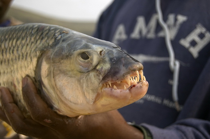 +1 สำหรับ Fishes For Flies. ครับ.

 :grin: :grin:
