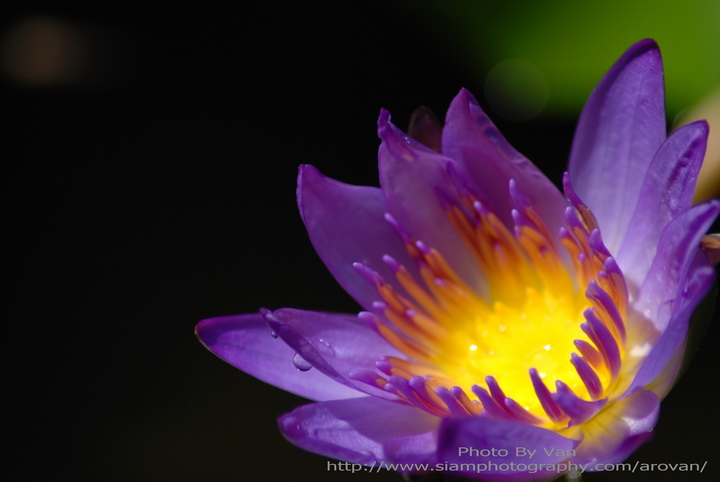 d60+tamron70-300 :cheer: :cheer: :cheer: