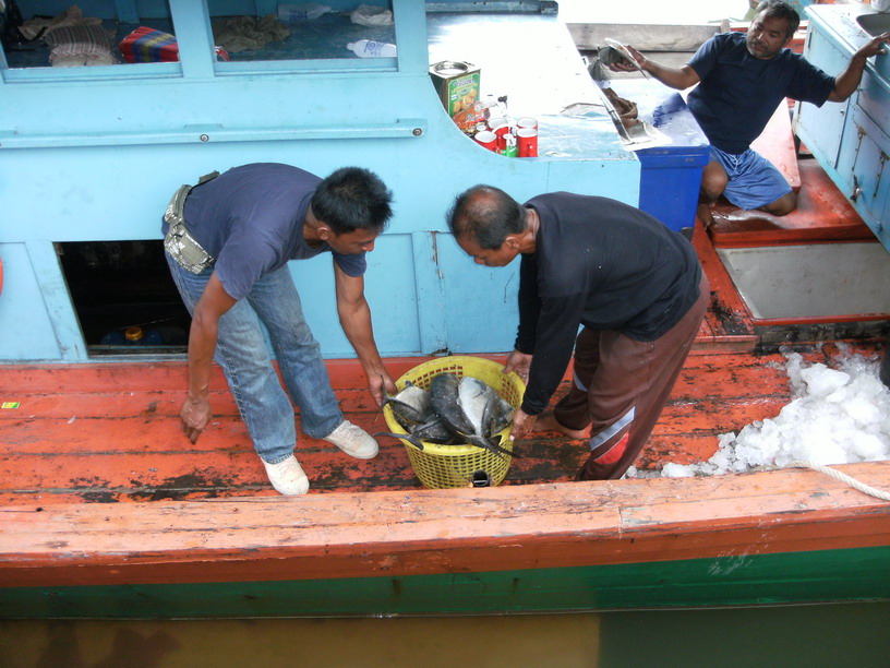 ขนปลาขึ้นจากเรือ