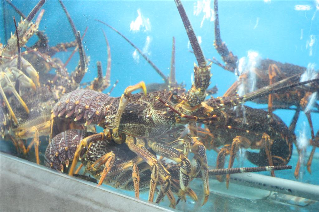 กุ้งมังกรดูน่ากิน แต่พอปรุงมาแล้ว มีเนื้อนิดเดียว ไม่ค่อยอร่อย