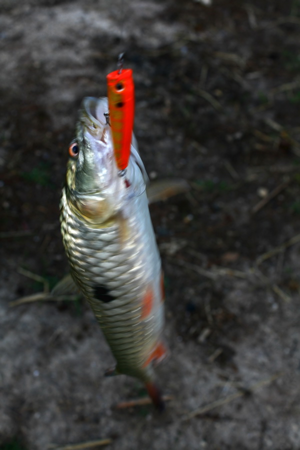 หวัดดีน้าlovefishingด้วยจ้า
  :love:
[q]เมื่อวานที่ลำเชียงไกร พวงใหญ่แค่ไหนกันครับ[/q]
ใหญ่และโหด