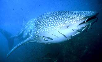 มันคือฉลามวาฬ ครับ 

 ฉลามวาฬ (Whale Shark) 
 
รู้จักฉลามวาฬกันก่อน

ชื่อวงศ์ (Family name) : 