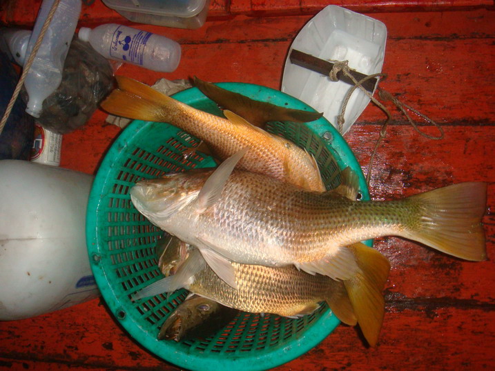 เข่งหัวเรือ  ช่วงชุลมุน....