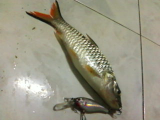 นี่.....
เรา
ไม่แห้วแล้ว
BERKLEY   SHAD RAP   5cm.
