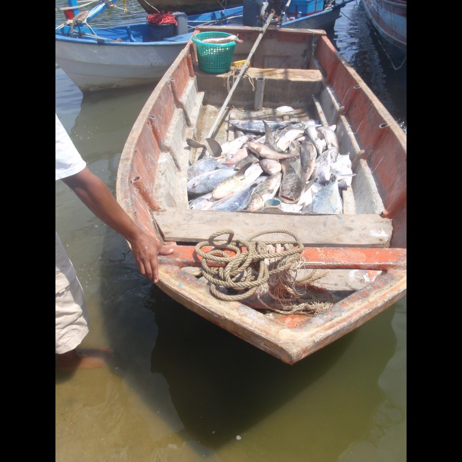 ปลาจากเรือลำของเราขณะลำเลียงขึ้นฝ