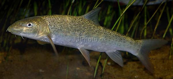 ปลาที่ฝรั่งโชว์ให้ จขกท ดูน่าจะตัวนี้น่ะครับ


COMMON BARBEL

Barbus barbus   (Linnaeus, 1758)
