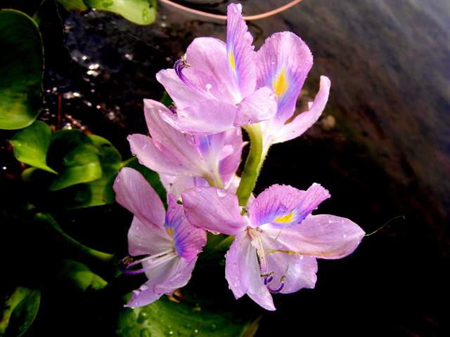 I can fly. : Thailand`s trout.